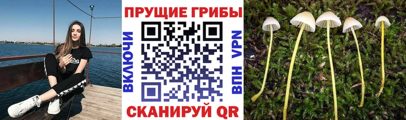 Псилоцибиновые грибы ЛСД  Купить закладки  Невель 
